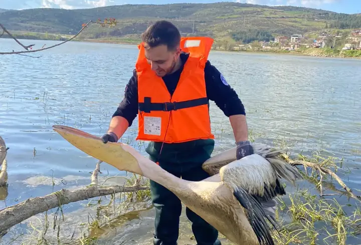 Barajda bitkilerin arasında mahsur kalan yaralı pelikanı itfaiyeciler kurtardı