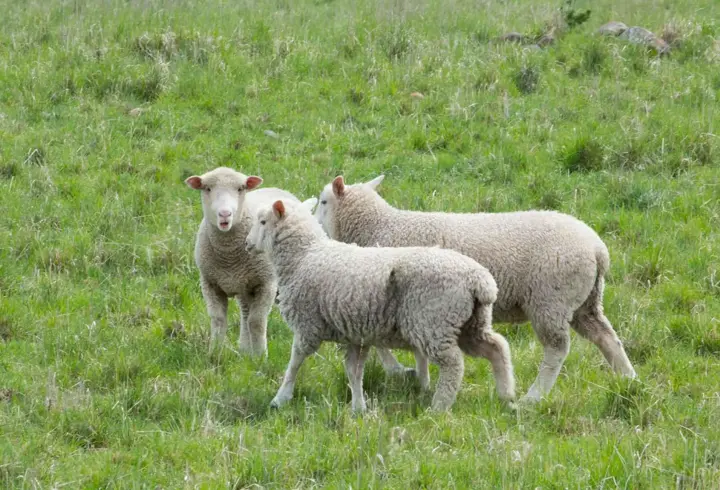 İngiltere'de H5N1 alarmı: İlk kez koyunda kuş gribi tespit edildi